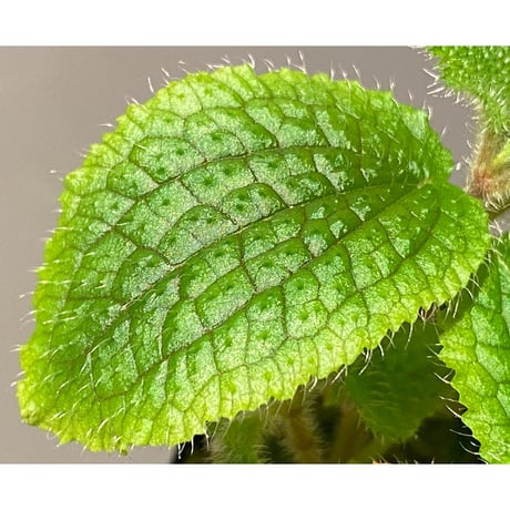 Phyllagathis sp. from Dong Nai province south Vietnam
