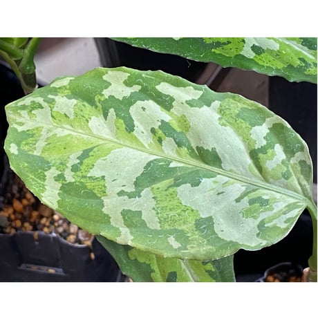 Aglaonema pictum CW1507 モザイク from Sumatera barat [TB]