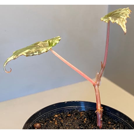 Begonia sp. from Sulawesi