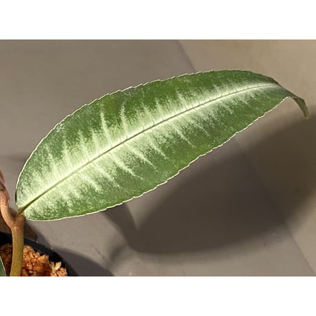 Labisia sp. from Gunung Chamah [TK260316]