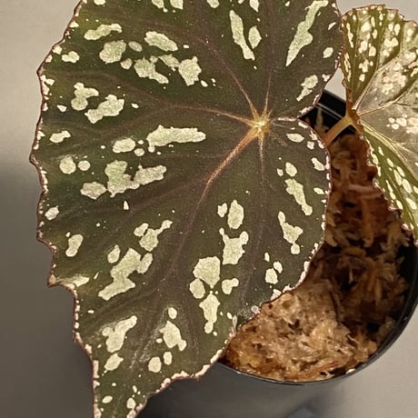 Begonia sp. from Aceh sumatera [LA1115-01T]