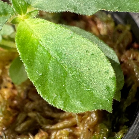 Elatostema sp. from Tasik Kenyir [TK080118-3]