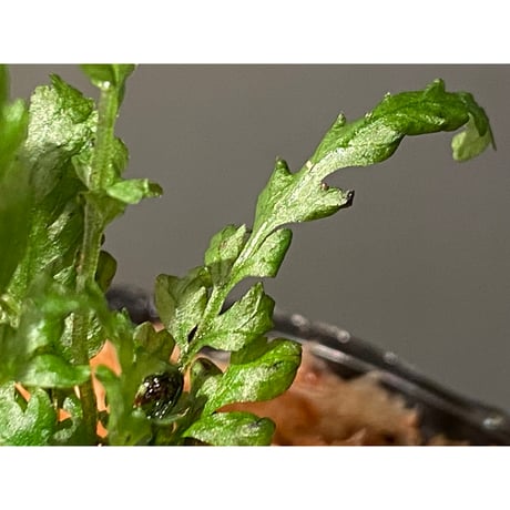Bolbitis sp. from Kidapawan Mindanao