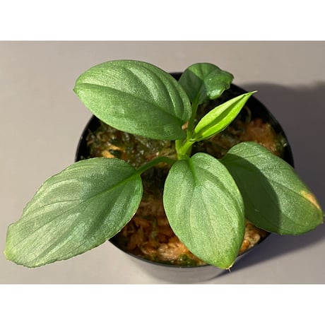 Homalomena cf. humilis from Sumatera Barat [LA0719-02]