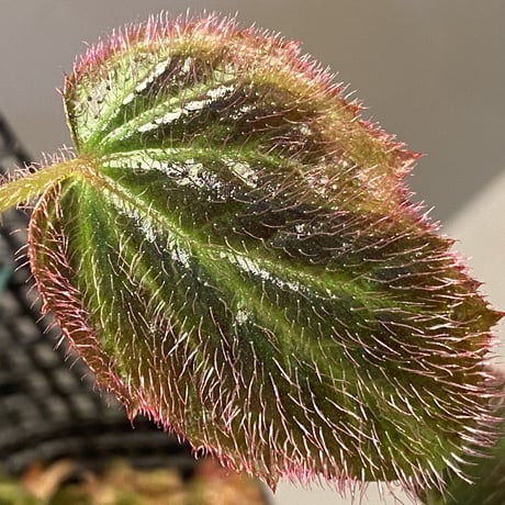 Begonia sp. from Sumatera Utara [HW0816-01]