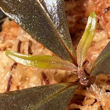 Medinilla sp. from Irian Jaya Papua