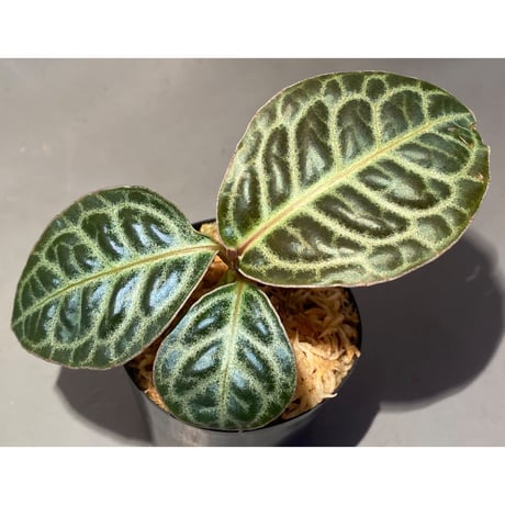 Ardisia sp. "Turtle Back" from Borneo