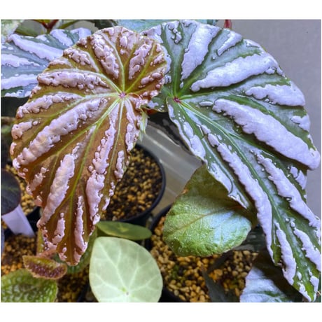 Begonia sp. "雪の宿" from Lampung sumatera [LA0217-01]