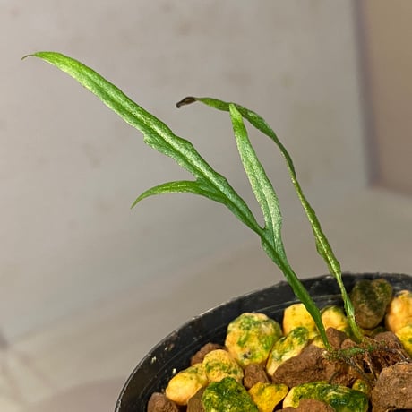 Microsorium sp. from Saripoi [LA0515-02]