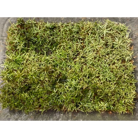 Moss from Ipoh State Malaysia