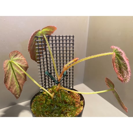 Begonia sp. from Sumatera Utara [HW0816-01]