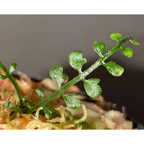 Asplenium quitense from Ecuador 東京ドームらん展購入増殖株 [KSB] ①