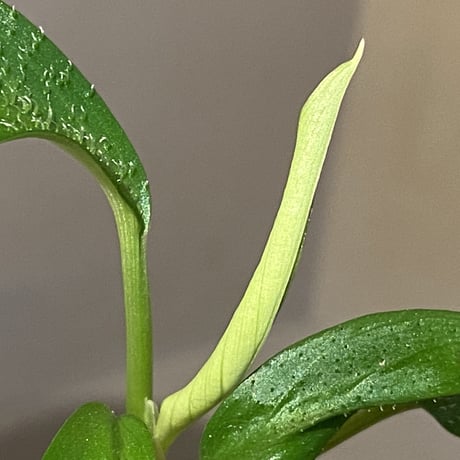 Homalomena hasei "狐尾" from Aceh sumatera [LA0616-04]