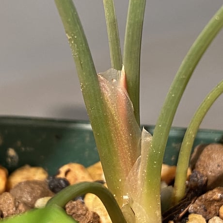 Homalomena sp. from Aceh sumatera