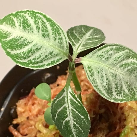 Acanthaceae gen. from Selangor alt 400 [TK050315]
