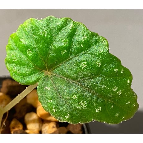 Begonia tenuifolia from Sukasada Bali [S0320-02] 伊藤蟻植物農園