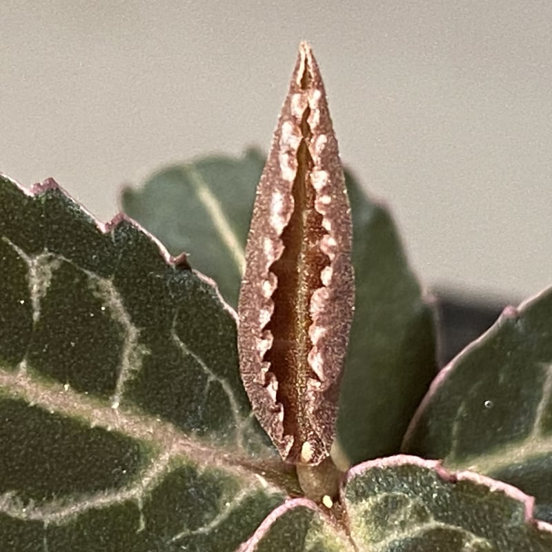Emblemantha urnulata (Labisia sp.) from Riau su