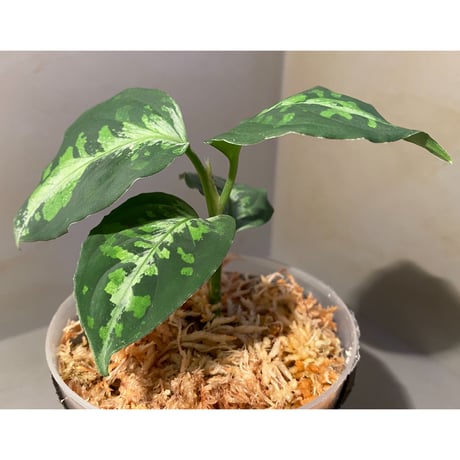 Aglaonema pictum GW1410 from Padang sidempuan [TB]