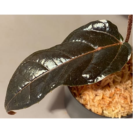 Pterisanthes sp. from Sidikalang [R0817-01c]