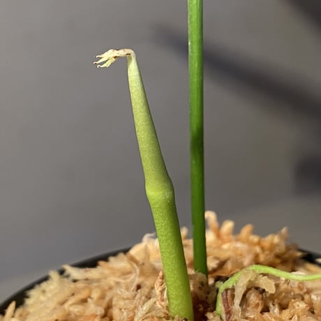 Anthurium polyschistum from Napo Ecuador [tanakay]