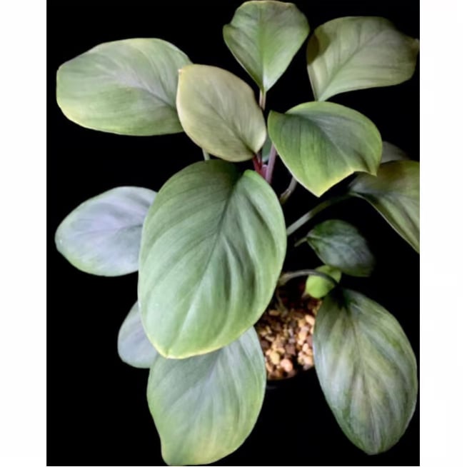 Homalomena 濡烏×Aceh Silver 【SSP23-01-f1】 Homalomena 濡烏×Aceh Silver 【SSP23-01-f1】 Homalomena 濡烏×Aceh