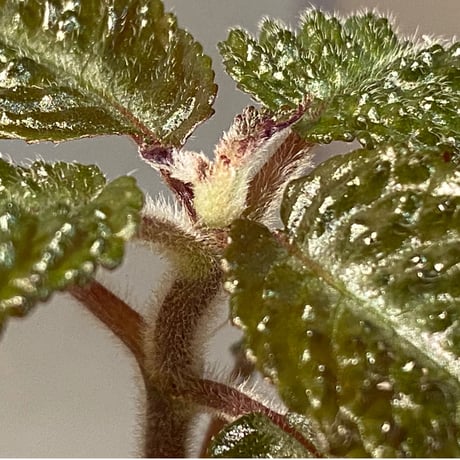 Nautilocalyx sp. 伊藤蟻植物農園