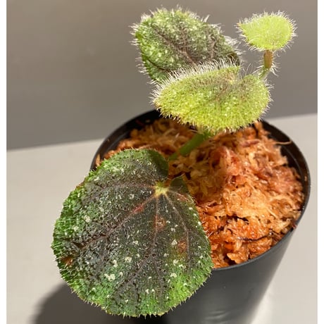Begonia conipila from Borneo