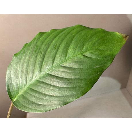 Hottarum sp. 'Entikong' Sanggau [カミハタ]