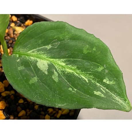 Aglaonema pictum 白モザイク CW1302 西スマトラ [TB]