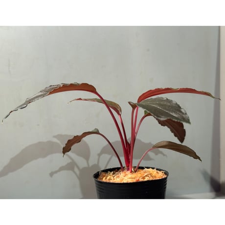 Homalomena sp. "Neon Purple" from Malaysia ①