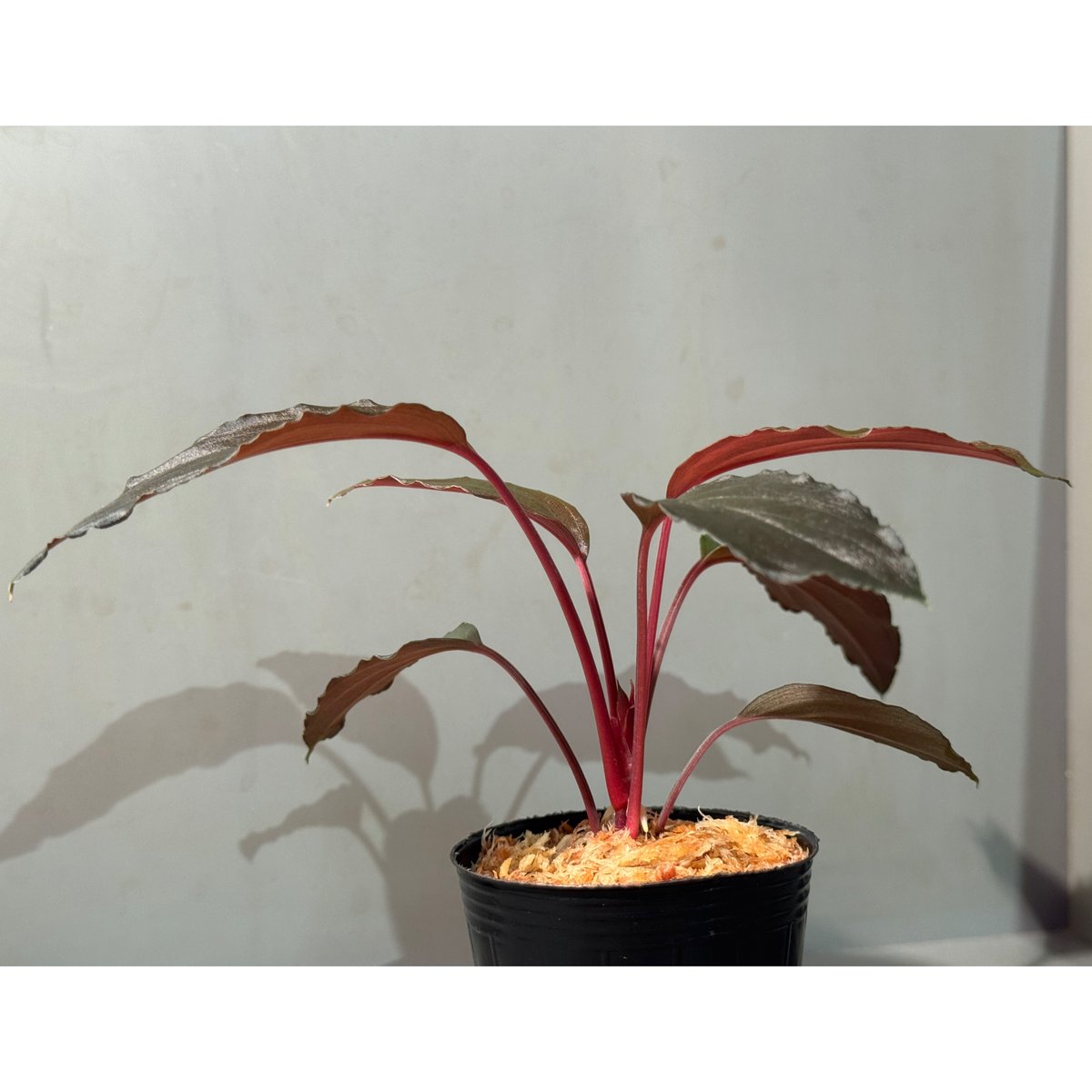 Homalomena sp. “夕霧” T-3810-2 Homalomena sp. 夕霧 T-3810-2 - メルカリ