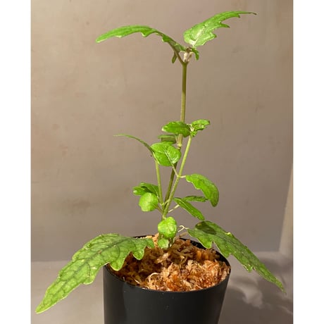 Scrophulariaceae sp. from Valencia, Negros Oriental