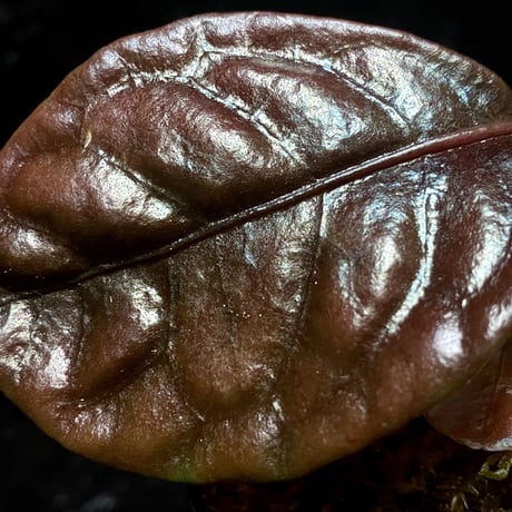 Ardisia sp. from Kayulapis [TB]
