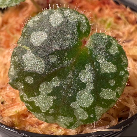 Begonia austroguangxiensis