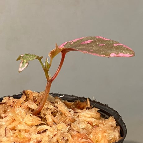 Begonia sp. "Crazy pink" from Lampung sumatera [LA1118-03]