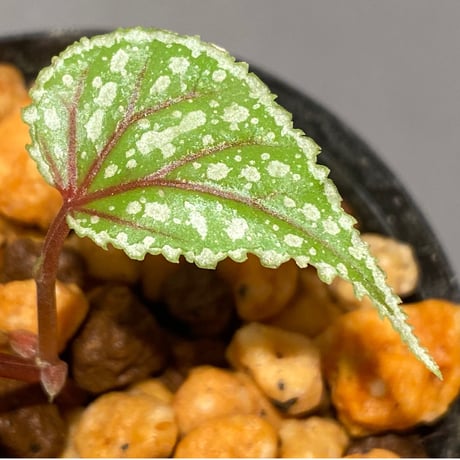 Begonia sp. from Sarikei [R1214-03a]