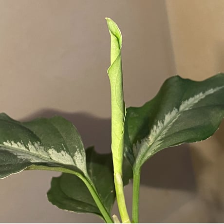 Aglaonema pictum "BB4.5th" BNN from Sibolga timur [AZ0617-43] No4