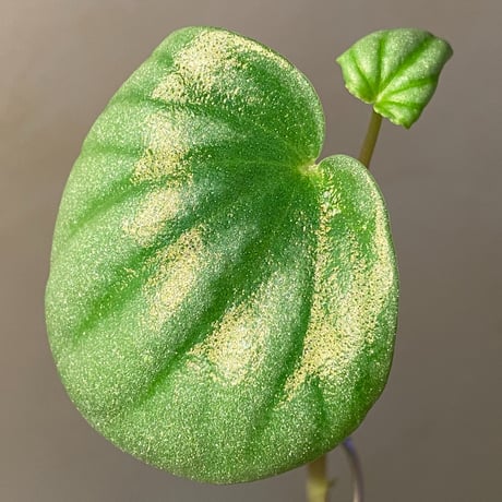 Peperomia sp. from Colombia [tanakay]