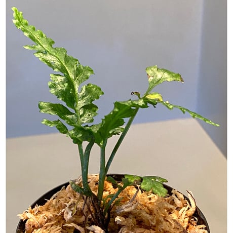 Bolbitis sp. from Siberut [LA]