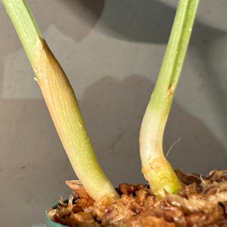 Scaphochlamys Multifolia Ooi
