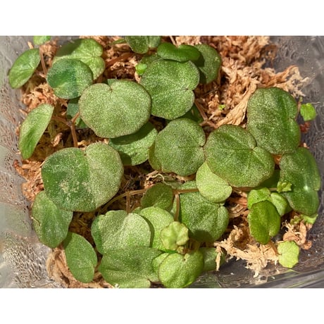 Begonia lichenora (sp.Mini) from Kalimantan Sarawak border [LA]