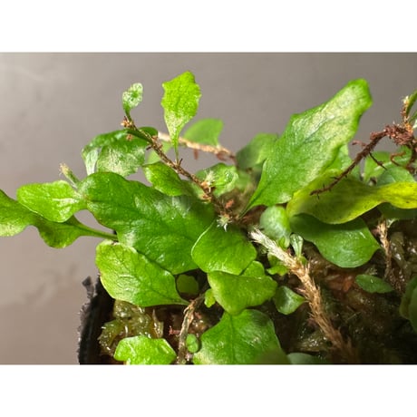Microgramma heterophylla 伊藤蟻植物農園