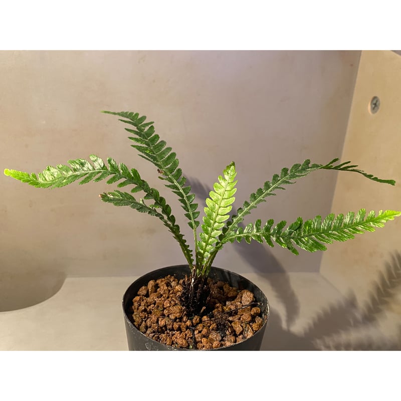 ブレクナム obtusatum var. francii TypeB 子株側 Blechnum obtusatum var. francii TypeB [ ブレクナム
