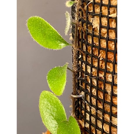 Pyrrosia nummularifolia from Santa Fe Luzon Philippines [KSB]