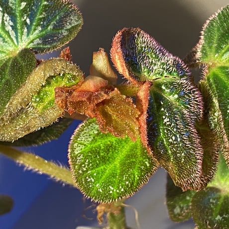 (大株) Begonia sp. from Manaus