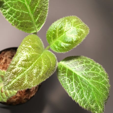 Episcia cupreata from Ecuador