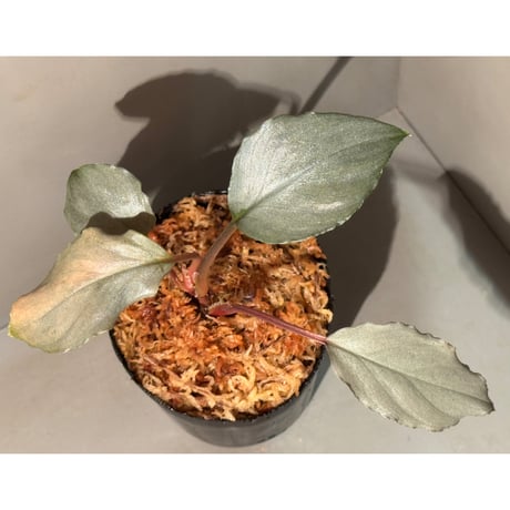 Homalomena sp. "Platinum Velvet" from Kepulauan Riau [KN] ①