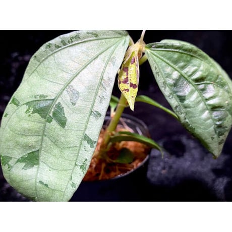 Elatostema sp. from Nopphitam [TK260915]