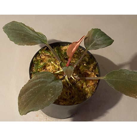 Homalomena sp. Red "Sabah-6" [R0515-03a]