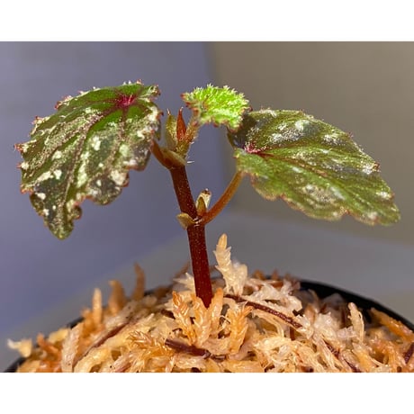 Begonia sp. from North Toraja [S0919-02] 伊藤蟻植物農園